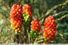 L'arum tacheté ( Arum maculatum )