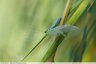 Crysope verte ( Chrysoperla carnea )