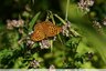 Tabac d 'Espagne (Argynnis paphia)