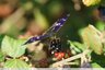 Petit mars changeant (Apatura ilia)