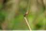 Sympétrum rouge sang (Sympetrum sanguineum)