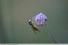 Strphe (Syrphus ribesii)