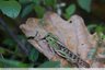 Criquet migrateur (Locusta migratoria) ??