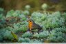 Rouge-gorge familier (Erithacus rubecula)