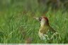 Pic vert femelle (Picus viridis)