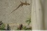 Lézard des murailles (Podarcis muralis)
