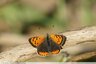 Cuivré commun (Lycaena phlaeas)