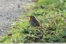 Rouge-gorge familier (Erithacus rubecula