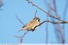 Moineaux Friquet (Passer motanus)