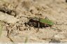 Cicindéle champêtre ( Cicindela compestris)