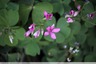 Oxalis