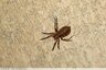 Araignées du soir...