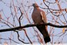 Pigeon ramier