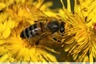 Abeille butineuse