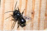Abeille solitaire