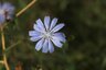 Chicorée sauvage (fleur)