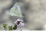 Piéride butinant une fleur de thym