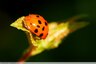 Coccinelle