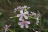 Saponaire officinale