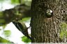 Pic épeiche m/f (dendrocopos major)