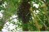 Essaim d'abeilles