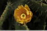 Fleur de cactus
