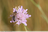 Abeilles sur scabieuses