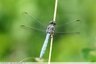 Orthétrum brun(Orthetrum brunneum) à confirmer.