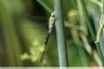 Anax empereur (anax imperator)