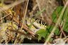 Couleuvre verte et jaune ( Hierophis viridiflavus)