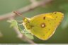 Souci (Colias crocea)