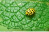 Coccinelle jaune