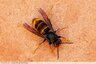 Frelon asiatique