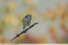 Mésange bleue