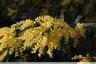 Mimosa en fleurs