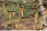 Bourgeons charmants