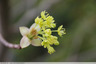 Erable en fleurs