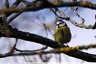 Mésange bleue