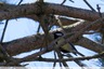 Mésange charbonnière