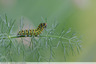Chenille du machaon