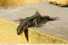 Lézard au mur