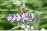 Abeille sur lavande