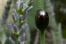 Chrysomèle du romarin sur plants de lavande