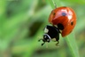 Coccinelle à 7 points
