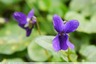 Premières violettes du jardin