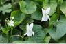 Violettes blanches