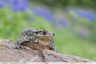 Bufo spinosus