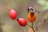 Eglantier (Rosa canina)