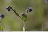 Myosotis