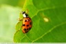 Coccinelle